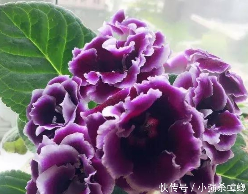 4种花漂亮又好养，比牡丹好看，花儿轻松开爆盆，适合阳台盆栽