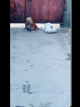 |幽默段子:这俩货一天到晚就这么趴着看妹子,连饭都懒的吃