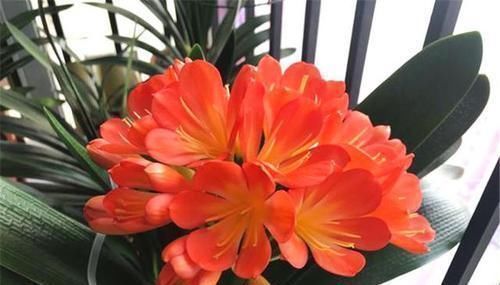 君子兰|养君子兰就像“种白菜”狂长叶不开花,3个解密,开花几十年