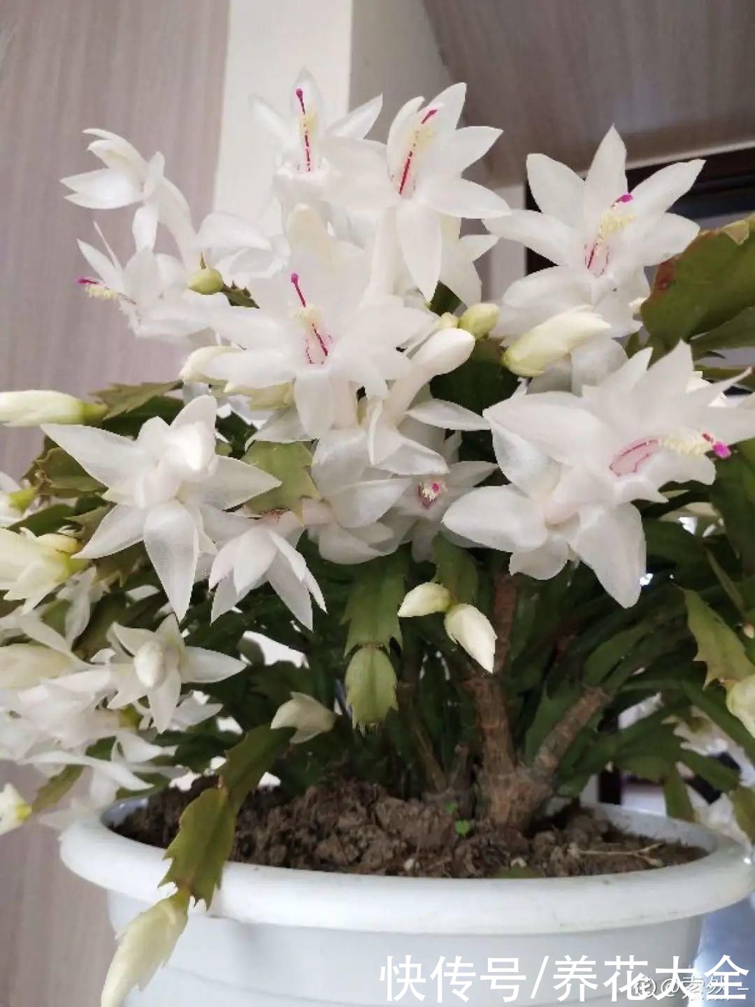 天热了，8种花要休眠，要少浇水