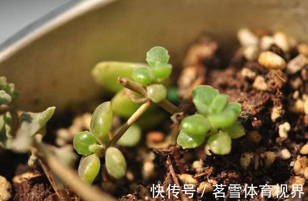 花卉|花土板结怎么办?不换盆土,学会这几招照样能搞定难题