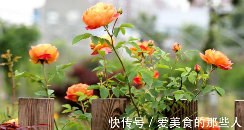 养护月季花,出现这4种信号得小心,赶紧改善否则植株会枯萎