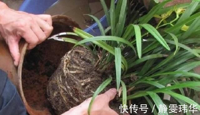 逛花市千万别买这3种花,内藏“猫腻”,买回家很难养活