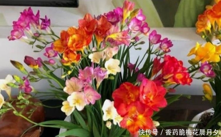 能够净化空气的几种花卉,沾土就活,吸甲醛二手烟,家中必备