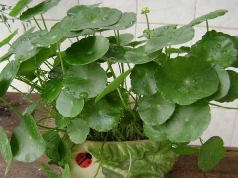 阳台养此款“喜水花”，越浇花苞“嗖嗖”爬满枝，开花艳丽惹人爱