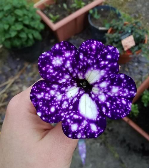  花色|花色奇特的1种阳台花卉，花苞梦幻，比牡丹还漂亮，比绿萝还爱长