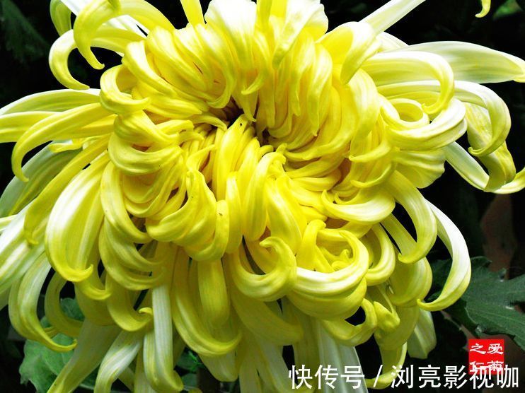 菊花|喜欢菊花,不如养盆优良名菊“嫩竹玉笋”,似娇嫩欲滴,风姿绰约