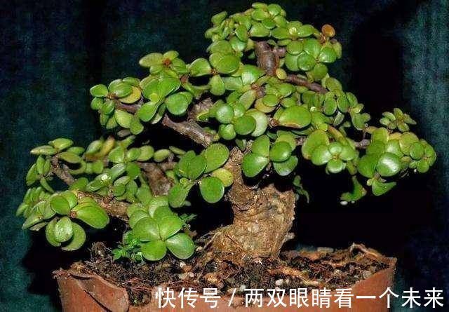 松柏类|3种名贵盆景山上遍地有,教你养护技巧,个个价值高造型佳