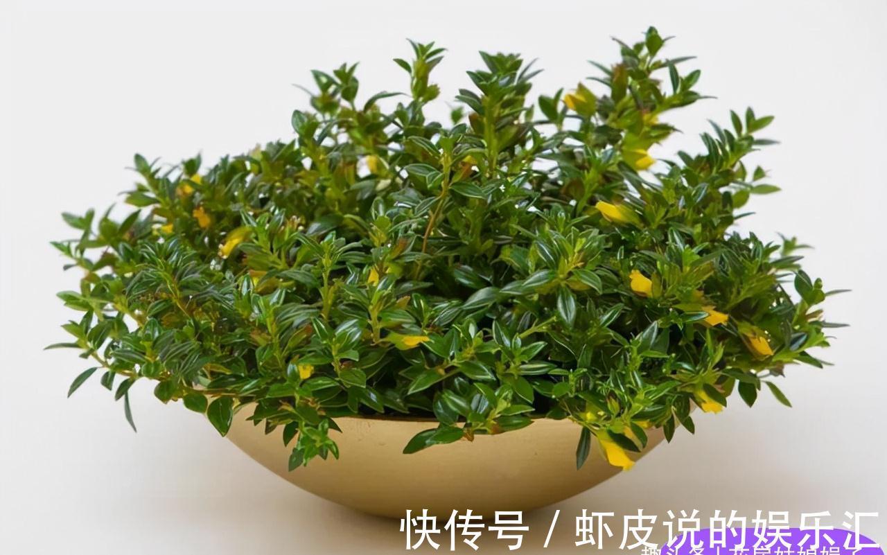 14种冬天开花的花卉，好养不娇气，为冬天添一抹色彩