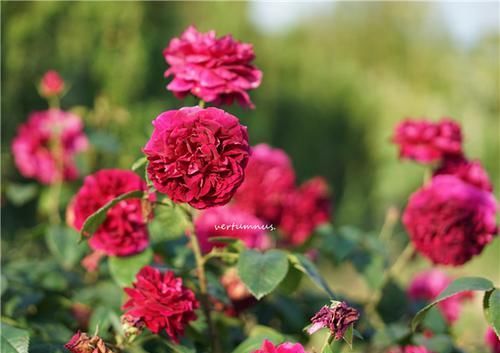  开花|超仙的3种花，种植容易，开花勤快，室内也能种，还能做盆景树