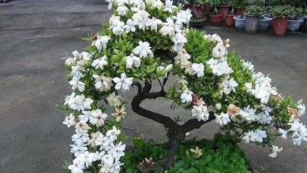 栀子花的花骨朵发黄,都是2种因素导致的,养护细节很重要