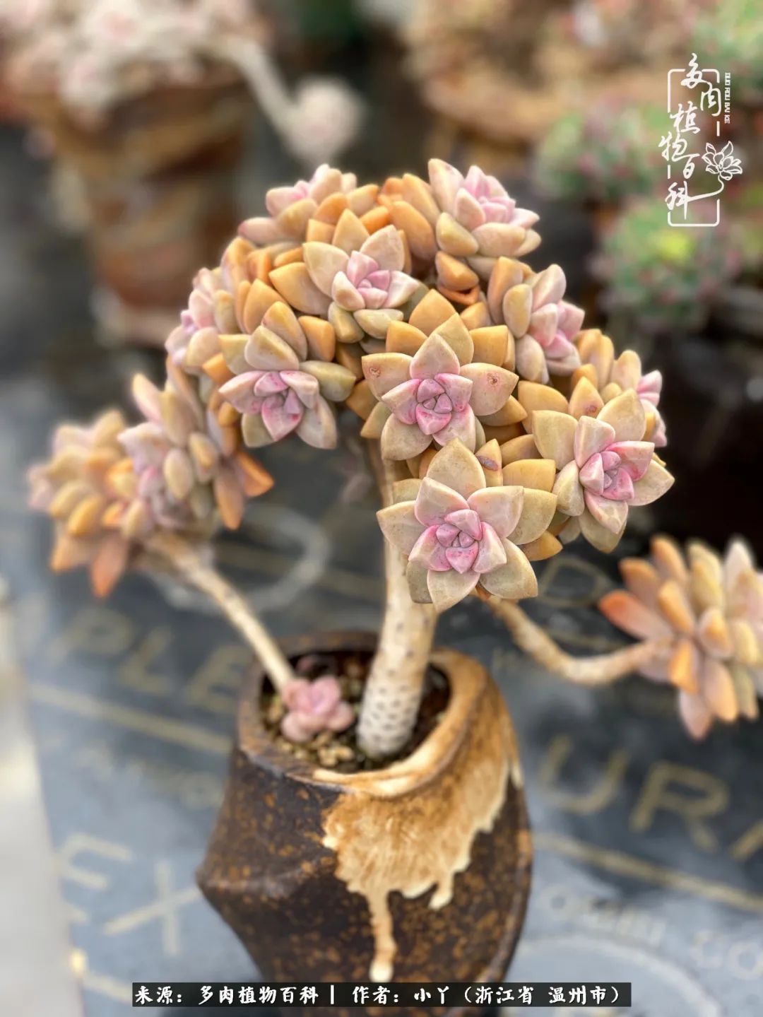 祖上无院家里无矿,一腔浪漫情怀付诸楼顶造花!