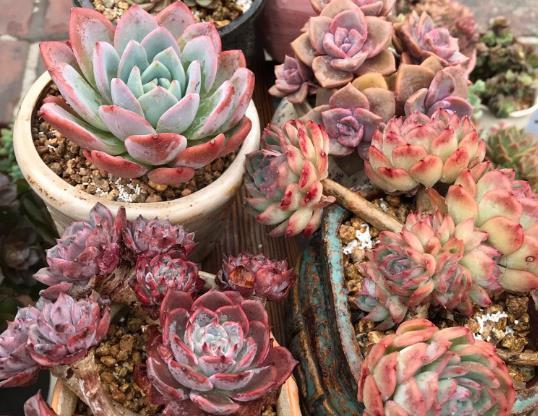 办公室养护多肉植物,学好3个养护要点,轻松把多肉养好!