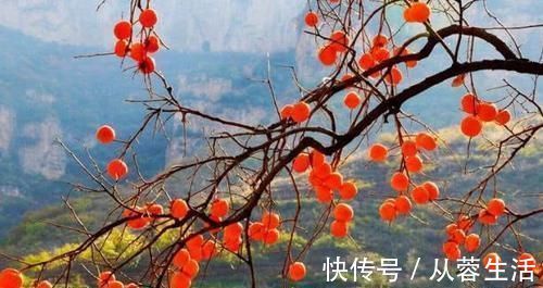 克星|痔疮的“克星”来了，早晚喝一杯，清热解毒，轻松赶跑痔疮