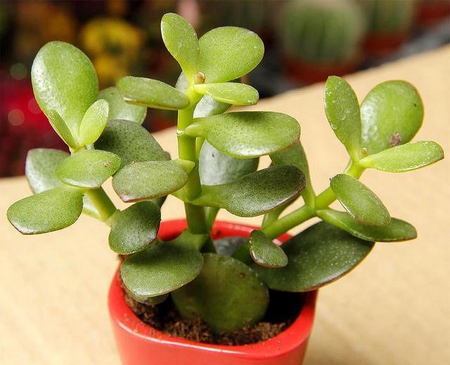 玉树扦插生根难掌握7个要点,后期精细养护,1个月生根长新芽