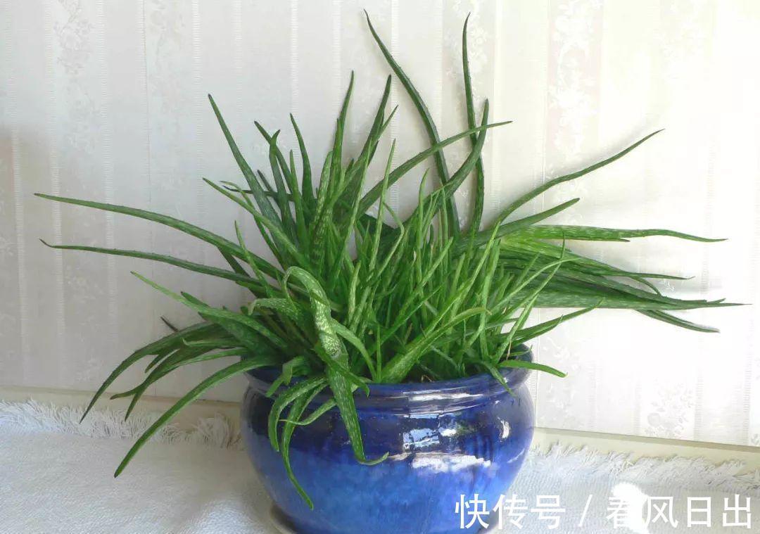 芦荟有什么用途?养护存在哪些方法技巧?