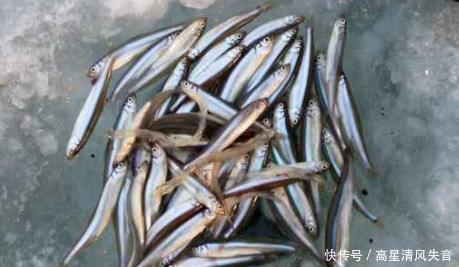 此鱼一年一死,体长不足15CM,自带黄瓜香味,却常被误认成小杂鱼