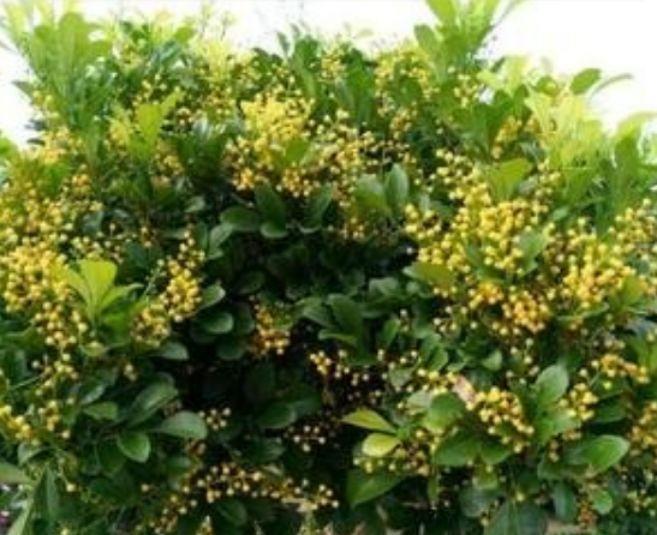 光照|4种花,超爱开花,一年四季开花不断,旺运一整年