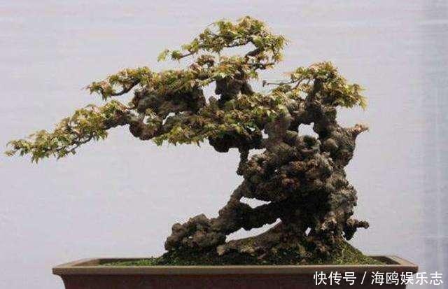 苍劲|树桩盆景怎么提升价值试试促老催古,看上去古老苍劲