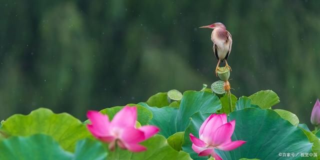 远云|荷花诗词23首:幽叶如盘滚玉珠，碧荷柔水净心湖