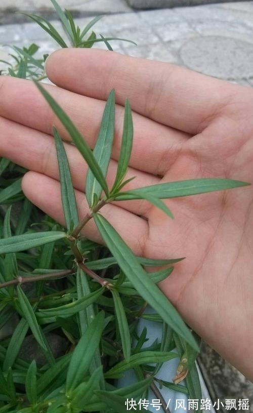 抑毒|农地里的“草”,人称“蛇总管”,是味镇痛抑毒的良药