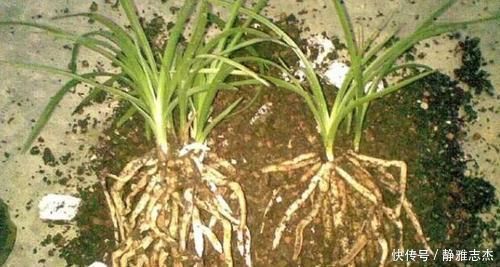 养分|养花换盆:废弃的旧土怎么处理?掺入这3样东西,可再次使用