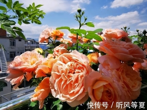 你的月季总是扦插不活,试试这种方式,做法有趣又容易生根