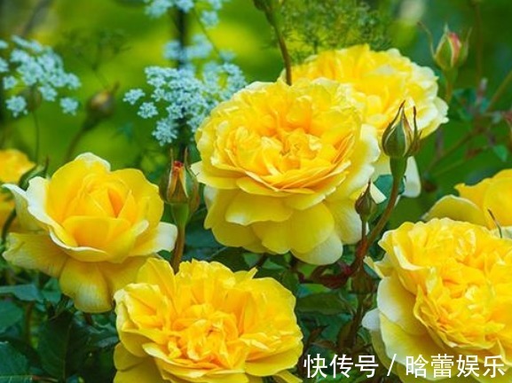 月季花|养花养个有仙气的，花量很多还好看，养护方法也不是很难