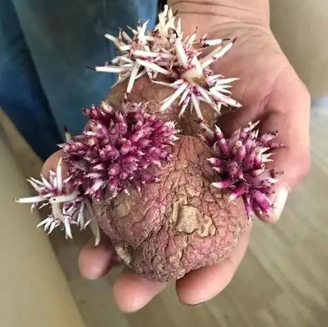 生物|土豆发芽有多恐怖!26张照片告诉你,它才是这个星球最神奇生物