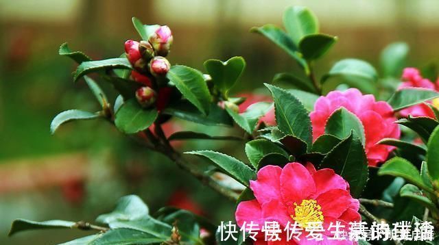 生根|这“3种花”最好扦插,“掰枝条”插土里就能活,花友看了都羡慕