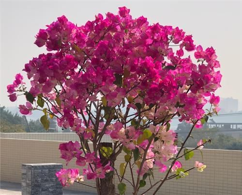 冬天|冬天养三角梅,3点做到位,年年开花,不愁没花赏