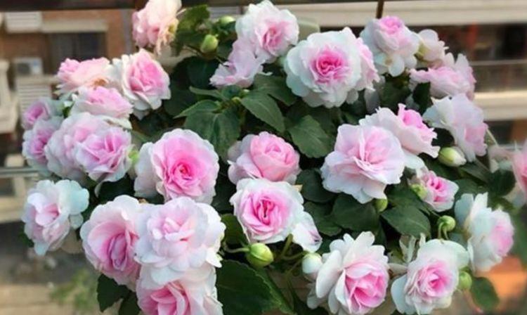 4种花一养就上瘾,沾土就活,花期长达200天,阳台养出小花园