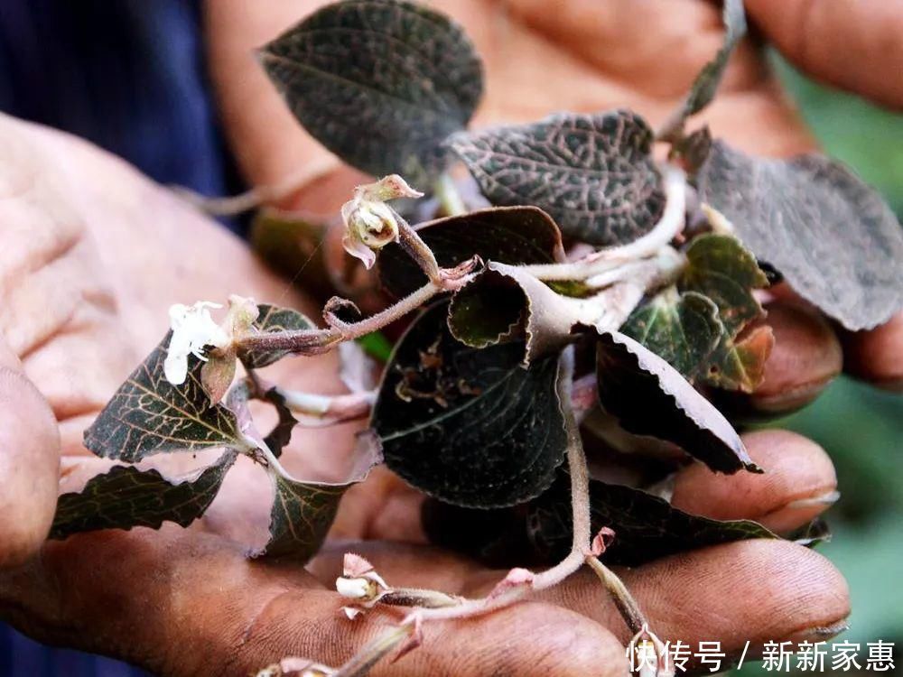 黄金|此草一斤上千元,在民间被誉为“草中黄金”,真有那么神奇吗?