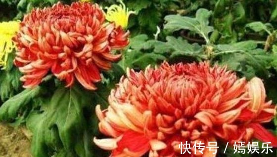 初学者|新手养花，不如养盆花中精品“徐妃醉妆”，花姿卓越，花繁叶茂