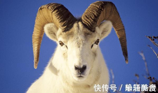 10兔9不全2021年属兔人的真命贵人是谁助你鲤跃龙门!