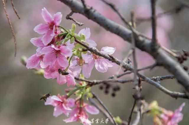 好家伙，这是什么偶像剧大学啊……