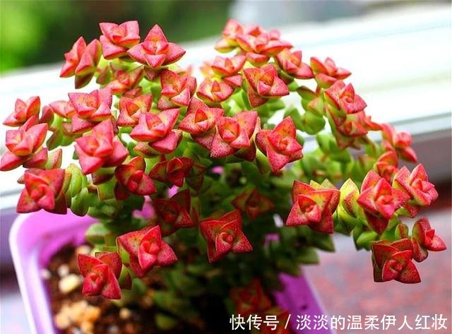 浇水|春天养多肉小米星，做好“3个多”，1个月长爆盆，花朵清新漂亮