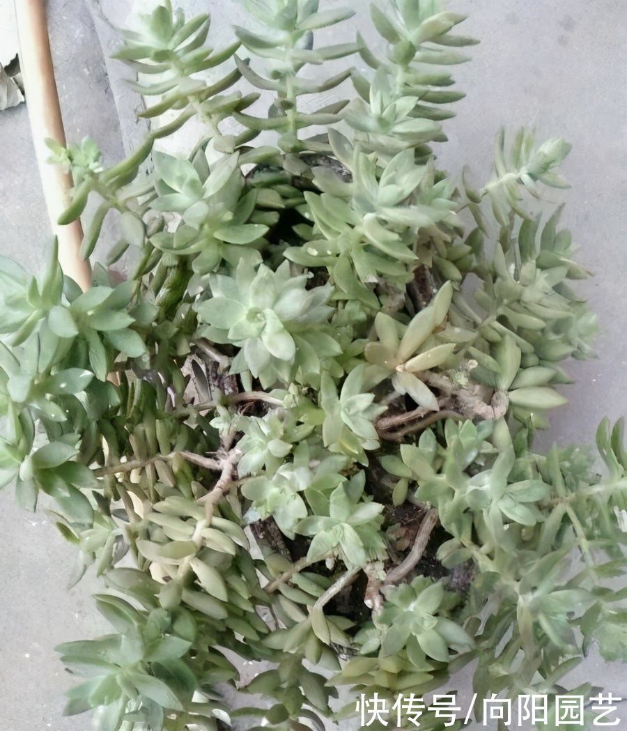 多肉养成“水桩”,要揪叶子吗?千万别这么做,杆子容易长残