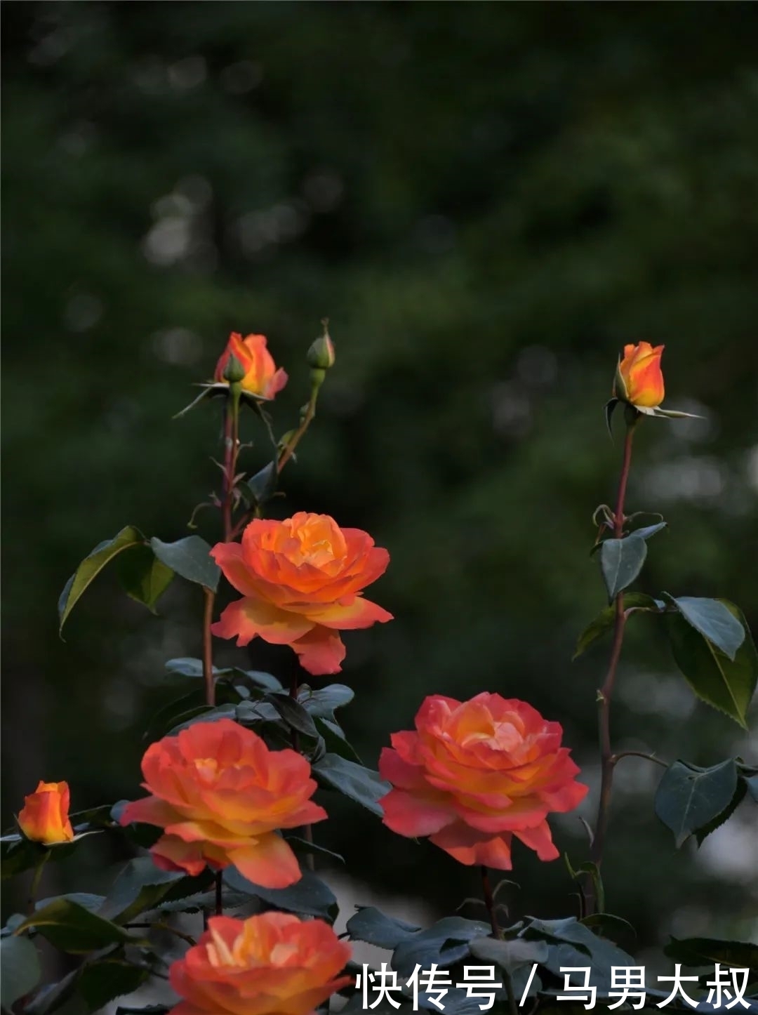 草桥|彩虹花带绽放丰台花乡草桥