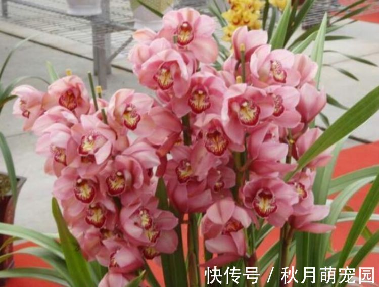 花友|家里养这几款花卉，养一盆轻松爆开花，美艳动人，花朵灿烂迷人眼