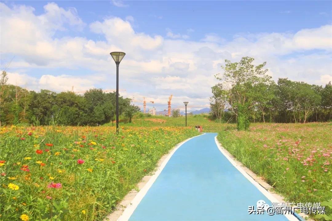 孔子花田|风车、花海、绿皮小火车……衢州这块家门口的网红打卡地宛若宫崎骏漫画！