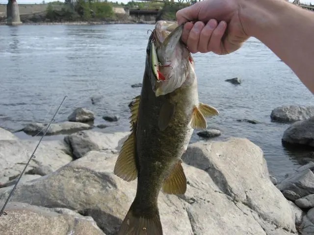 如果打窝出现了这些问题,鱼儿会越钓越少