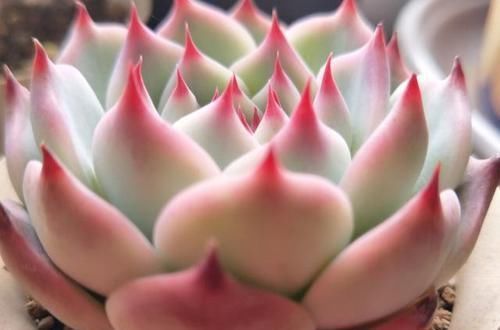 瓦盆|农村姑娘在院子里种多肉,选择多肉花盆经验分享:要好看也要实用