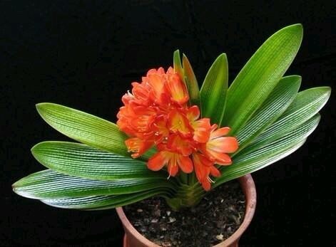 到了秋天,1盆水浇花,绿萝、发财树“嗖嗖冒芽”,迅速爆盆