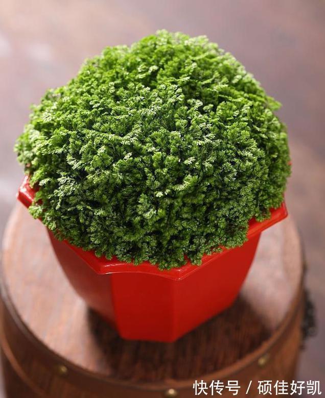 养花|养花要用“杀菌剂”,这3种就很好用,家家都有,效果比多菌灵强