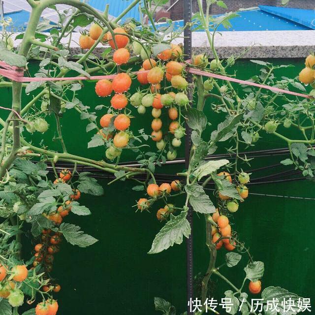 阳台上最好养的“3种菜”，种一次，吃不完，收获一盆又一盆