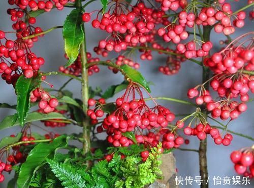 1种花,名字叫“黄金万两”,养一盆在家,寓意真好