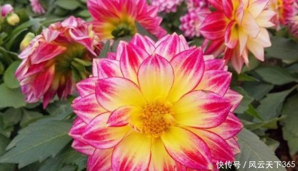 春天就养这“5种花”,丢盆里猛长,开花多又美,一整年开花!