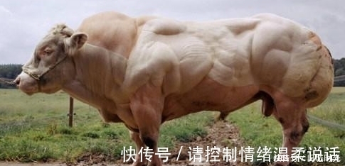吃肉|为何人类每天吃肉，但却很难长肌肉，而牛只吃草却拥有一身肌肉？