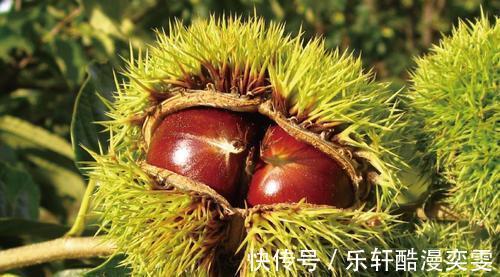 才知道,板栗去壳只需1个瓶盖,一秒一个,老农的方法太好用了